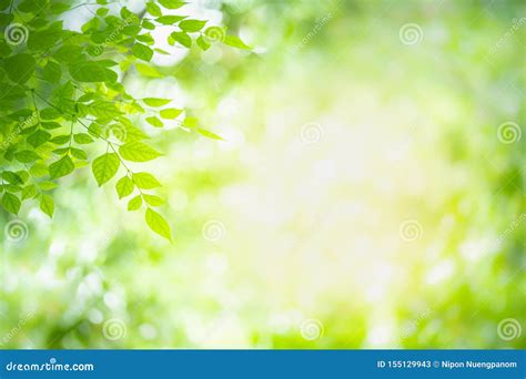 Beautiful Background Green Nature For Green Screen Projects