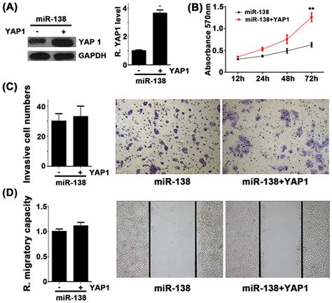 microrna 138 acts as a tumor suppressor in non small cell lung cancer via targeting yap1