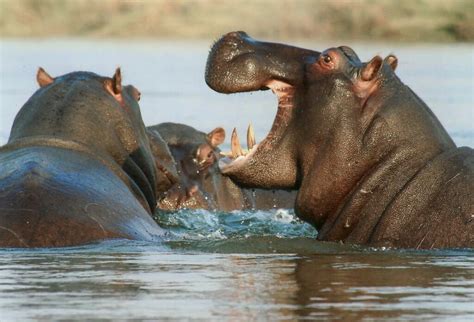 How Fast Can A Hippo Run Its Speed Will Leave You In A Shock