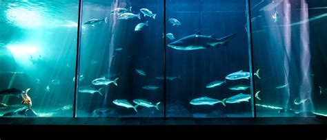 A Visit To The Two Oceans Aquarium In Cape Town South Africa How Far
