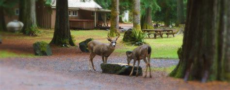 Maybe you would like to learn more about one of these? Mount Rainier Lodging - Mounthaven Resort (Ashford, WA)