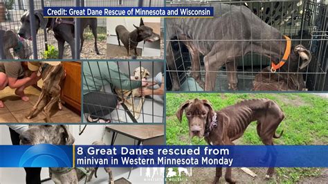 8 Great Danes Most Starving Rescued From Minivan Youtube