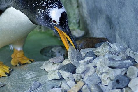 For Tennessee Aquariums Gentoo And Macaroni Penguins Rocky Romance Is