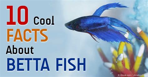 Check spelling or type a new query. 10 Cool Facts About These Colorful Betta Fish
