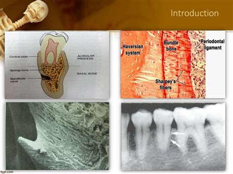 5 Alveolar Bone In Health Part A Dr Ibrahimshaikh