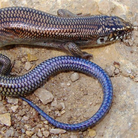 8 Skinks Found In Texas Id Guide Bird Watching Hq