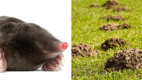 How To Identify Mole Tunnels A Step By Step Guide