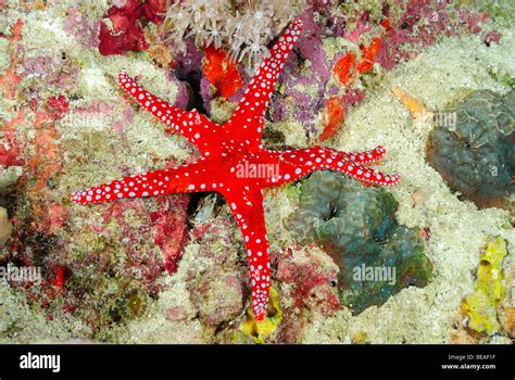 Red Sea Star Gulf Of Aden Djibouti Stock Photo Alamy