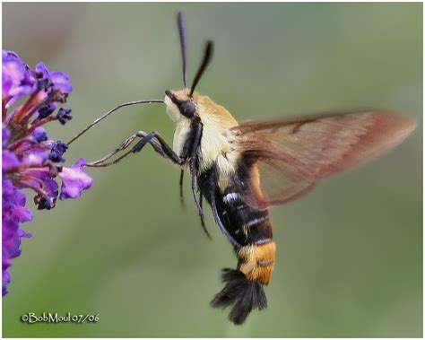 Snowberry Clearwing Moth Hemaris Diffinis 7855 Photo Bob Moul Photos