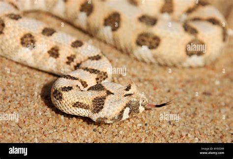 Desert Horned Viper In The Sand Hi Res Stock Photography And Images Alamy