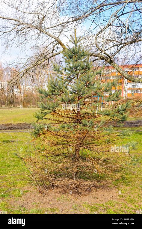 Dying Pine Tree In A Park Stock Photo Alamy