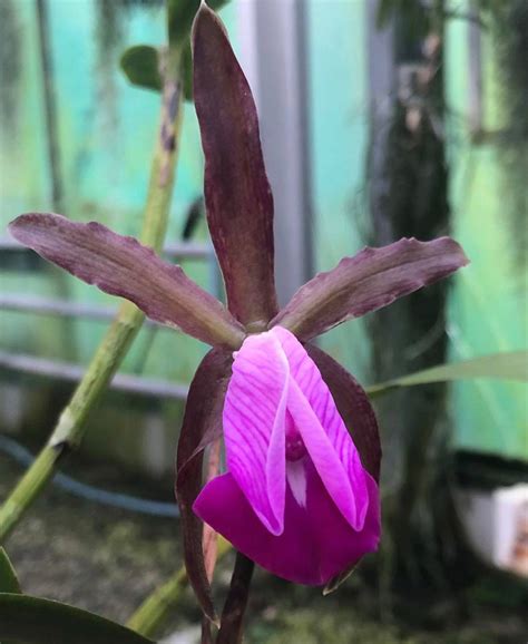 Cattleya Dormaniana Hennis Orchideen