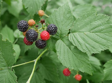 Edible Berries Of The Pacific Northwest