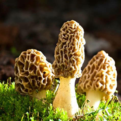 Morel Mushroom Hunting Hints And Information Mushroom Appreciation