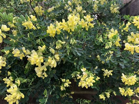 Coronilla Valentina Glauca ‘citrina Plants Evergreen Shrubs Winter