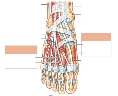 Muscles Labeling Foot Dorsal Diagram Quizlet
