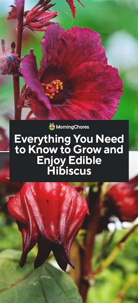 How To Grow Edible Hibiscus Flowers In Your Garden