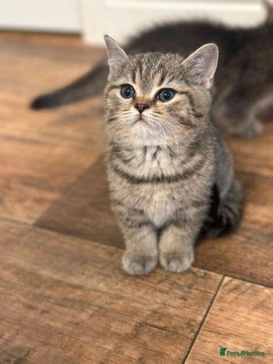 British Shorthair Kittens For Sale In Boston Pets4homes