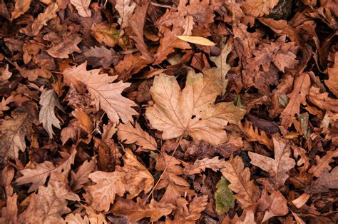 52181 Best Free Dry Leaves Stock Photos And Images · 100 Royalty Free