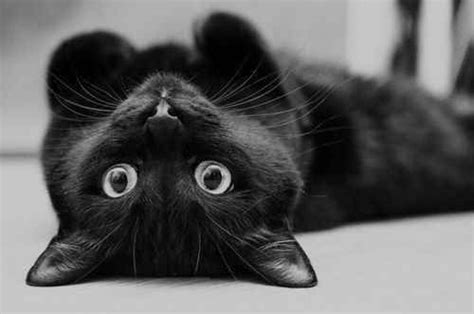 28 Reasons To Love Black Cats Cats Cute Cats Black Cat
