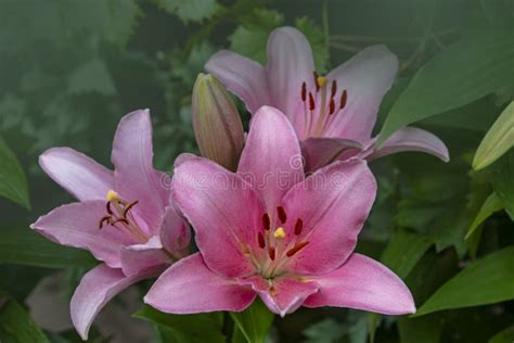 Beautiful Pink Lily Flowers In The Summer Garden Lily Lilium Hybrids
