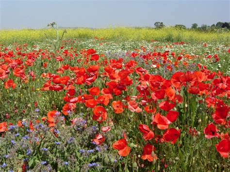 Champ De Fleurs Photo Et Image Fleurs Nature Images Fotocommunity