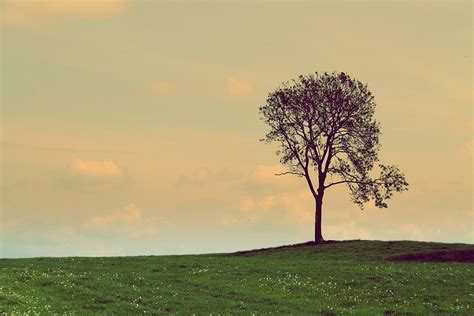 Lone Tree In A Field By T Mulraney