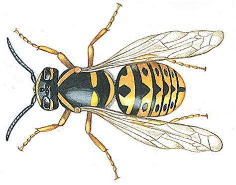 I am personally allergic to consumption of cactus based products. Wasp | Natural Unseen Hazards Blog