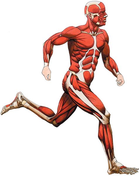 The rectus abdominis is the visible abdominal muscle in the front and is the least important (yes you. main muscles of the body front and back - ModernHeal.com