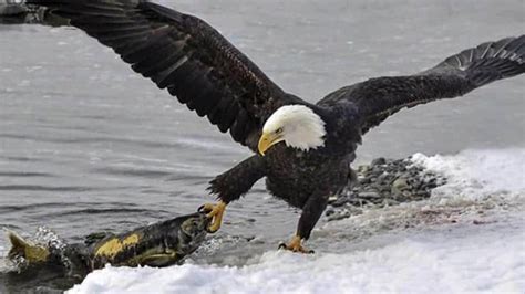 Bald Eagle Eating Salmon Photographed In Haines Alaska Adelaide Now