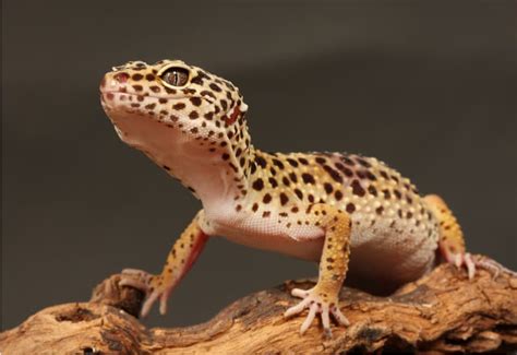 Choosing The Best Pet Lizard 3 Types Of Geckos Bechewy