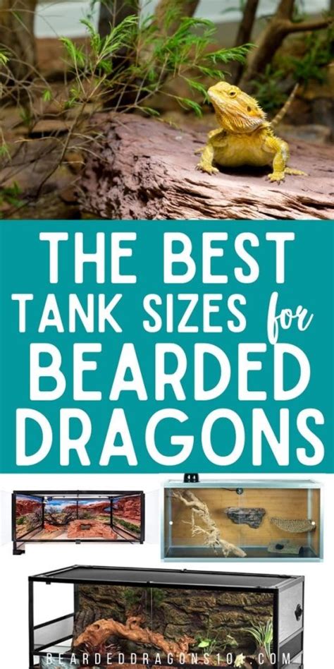 What Bearded Dragon Tank Size Should You Get