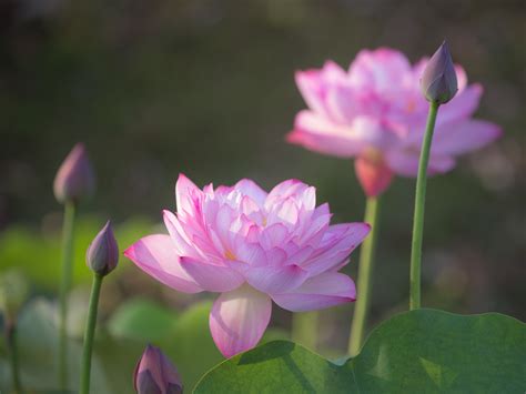Wallpaper Flowers Canon Blossom Bokeh Pond Pink