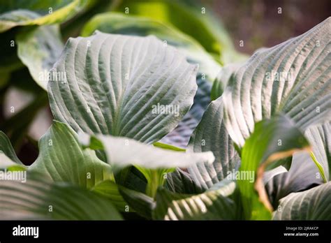 Large Green Leaves Close Up Hosta Plant With Large Leaves Ornamental