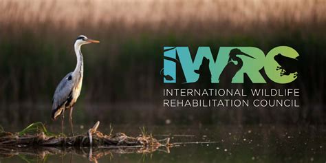 Donate Now International Wildlife Rehabilitation Council