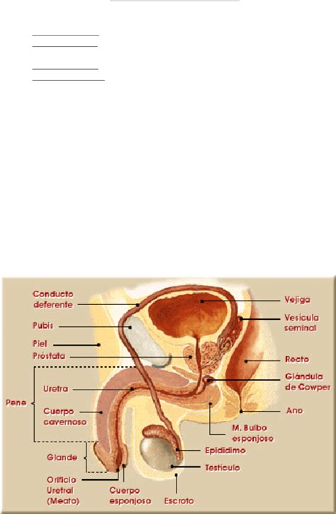 Anatomia Y Fisiologia Del Aparato Reproductor Masculino Compuesto Por