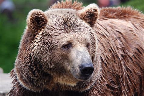 Bears Are Up Kodiak Wildlife Products Bear Spray Bear Bangers