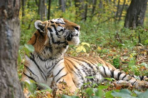 International Tiger Day How You Can Help