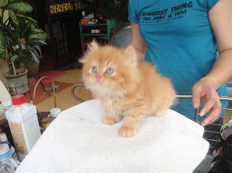 Orange Tabby Domestic Long Hair Kitten For Sale Adoption