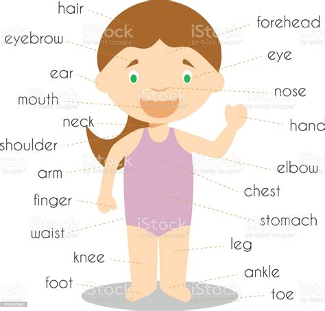 Internal body parts such as brain, lungs, hearth and external body parts such as ears, eyes and skin. Human Body Parts Vocabulary Vector Illustration Stock ...
