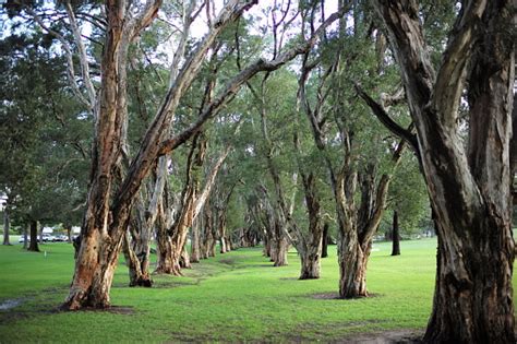 Trees In Centennial Parklands Stock Photo Download Image Now