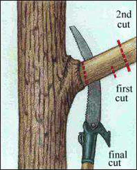 Repair Damaged Trees With Proper Pruning Yard And Garden