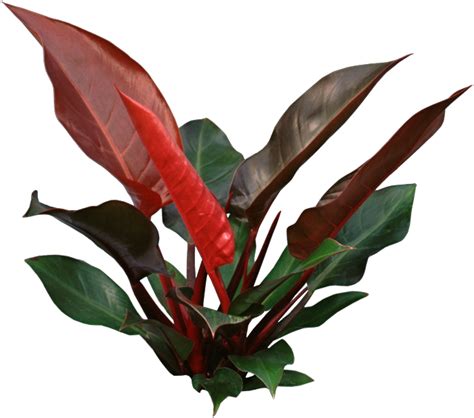Philodendron Imperial Red Are Brightly Colored But Poisonous
