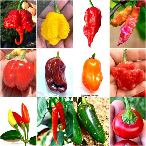Buy 120 Chili Pepper In 12 Varieties Of The Worlds Hottest And Tasty