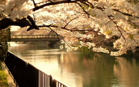 Wallpaper Cherry Tree Bridge Spring Flowering River 1920x1200