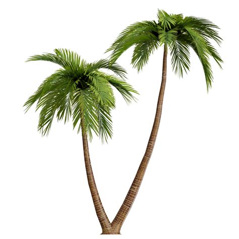 Palm Tree On Beach Free Png In Png Format Templatepocket My Xxx Hot Girl