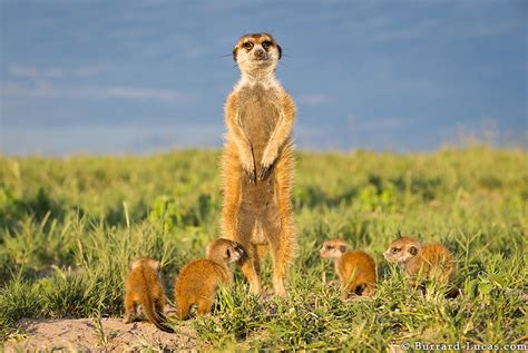 Photographer Became A Handy Lookout Post For Clever Meerkats Bored Panda