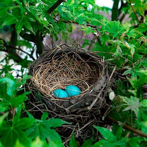 Pictures Of Bird Nests Sharon Beals Images Of Bird Nests From Around