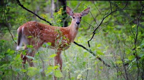 Our State Animal The White Tailed Deer Know Ohio Pbs Learningmedia