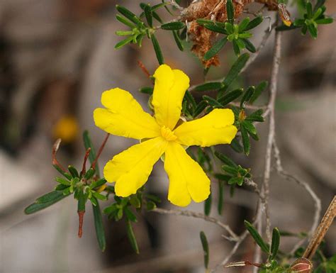 25 Beautiful Australian Wildflowers | Australian wildflowers, Australian native flowers, Wild ...